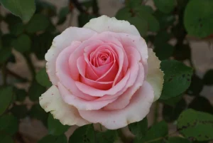 Filiae Regis Hybrid Tea Rose 5lt