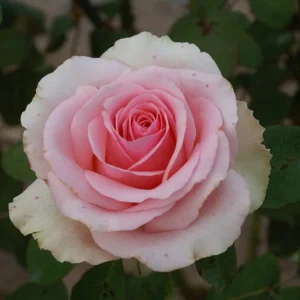Filiae-Regis.webp Filiae Regis Hybrid Tea Rose 5lt