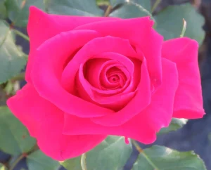 Five-Roses.webp Five Roses Hybrid Tea Rose 5lt