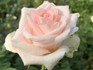 Frauenverein Hybrid Tea Rose 5lt