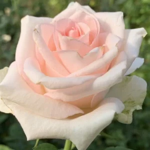 Frauenverein.webp Frauenverein Hybrid Tea Rose 5lt