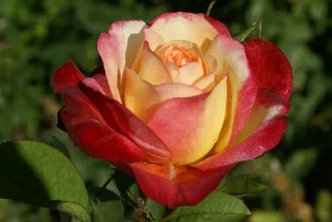 Gerd Keichel Hybrid Tea Rose 5lt