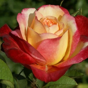 Gerd-Keichel.webp Gerd Keichel Hybrid Tea Rose 5lt