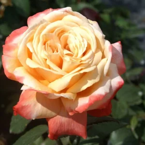 Germania-Africana.webp Germania Africana Hybrid Tea Rose 5lt