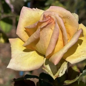 Gillian-Wilkinson-Legacy-Rose-KORvulray-P.webp Gillian Wilkinson Legacy Rose Hybrid Tea Rose 5lt