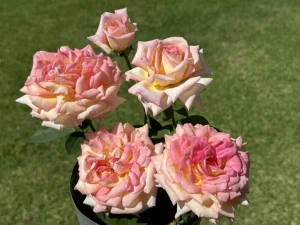 Gin-Tonic-KORpipawisuP.webp Gin & Tonic Hybrid Tea Rose 5lt