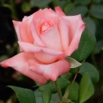 Gloria Mthunzi Hybrid Tea Rose 5lt