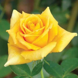 Golden-Monica.webp Golden Monica Hybrid Tea Rose 5lt