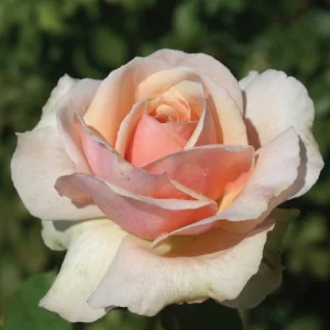 Graceful Gisela Hybrid Tea Rose 5lt