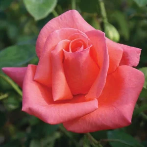 Harmonie Hybrid Tea Rose 5lt