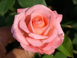 Heart-Throb.webp Heart Throb Hybrid Tea Rose 5lt