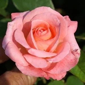 Heart Throb Hybrid Tea Rose 5lt