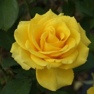 Heike Hybrid Tea Rose 5lt