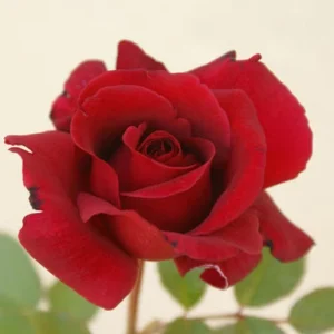 Illse Roos Hybrid Tea Rose 5lt