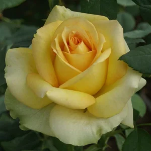 Irish-Luck.webp Irish Luck Hybrid Tea Rose 5lt