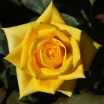 Jeppe Gold Hybrid Tea Rose 5lt