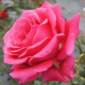 Johline.webp Johline Hybrid Tea Rose 5lt