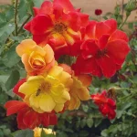 Joseph’s Coat Rose 5lt