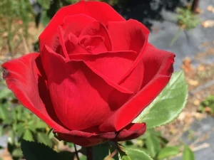 Just WHPS Hybrid Tea Rose 5lt