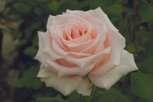 Karen-Gardelli.webp Karen Gardelli Hybrid Tea Rose 5lt