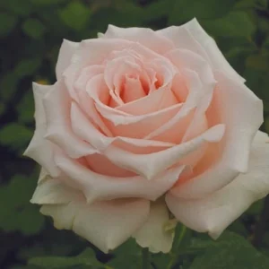 Karen-Gardelli.webp Karen Gardelli Hybrid Tea Rose 5lt