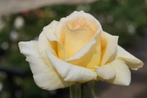 Kimi-Makwetu-LUDjujotanP.webp Kimi Makwetu Hybrid Tea Rose 5lt