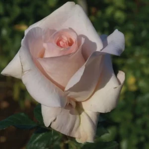 Kolbes-Diamond.webp Kolbe’s Diamond Hybrid Tea Rose 5lt