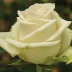 La Perla Hybrid Tea Rose 5lt