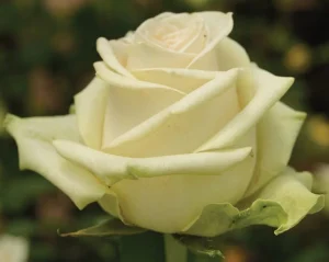 La Perla Hybrid Tea Rose 5lt