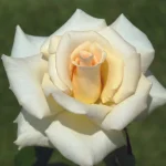 Leana Hybrid Tea Rose 5lt