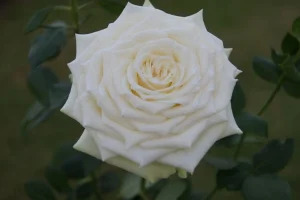 Lee Lee Bee Hybrid Tea Rose 5lt