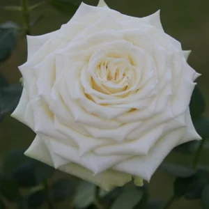 Lee-Lee-Bee.webp Lee Lee Bee Hybrid Tea Rose 5lt