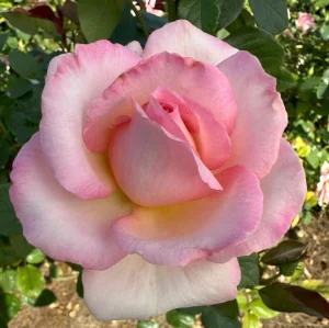 Leonore Bremer Hybrid Tea Rose 5lt