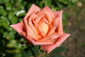 Lolly Pop Hybrid Tea Rose 5lt