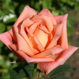 Lolly-Pop.webp Lolly Pop Hybrid Tea Rose 5lt