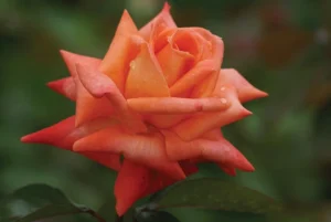 Lovers-Meeting.webp Lovers’ Meeting Hybrid Tea Rose 5lt