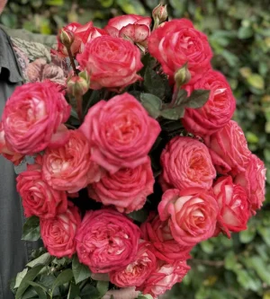 Ludwig’s Favourite Hybrid Tea Rose 5lt