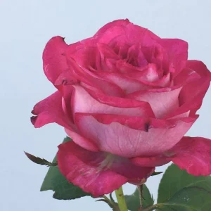 Manie-Jackson.webp Manie Jackson Hybrid Tea Rose 5lt