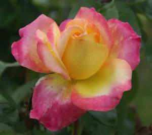Marah-Louw.webp Marah Louw Hybrid Tea Rose 5lt
