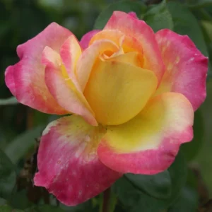 Marah Louw Hybrid Tea Rose 5lt