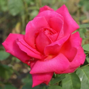 Maria Callas Hybrid Tea Rose 5lt