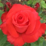 Maria Theresa Hybrid Tea Rose 5lt