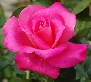 Marijke Koopman Hybrid Tea Rose 5lt