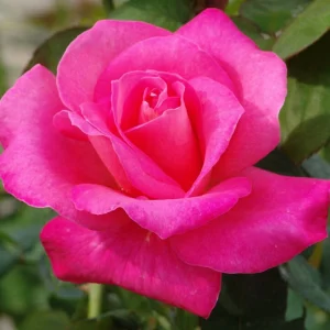 Marijke-Koopman.webp Marijke Koopman Hybrid Tea Rose 5lt