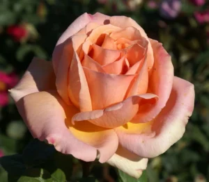 Marjorie-Chase.webp Marjorie Chase Hybrid Tea Rose 5lt