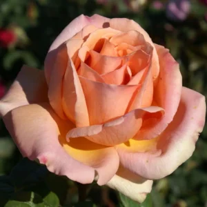 Marjorie-Chase.webp Marjorie Chase Hybrid Tea Rose 5lt