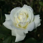 Memoire Hybrid Tea Rose 5lt
