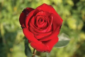 Michaelhouse.webp Michaelhouse Hybrid Tea Rose 5lt