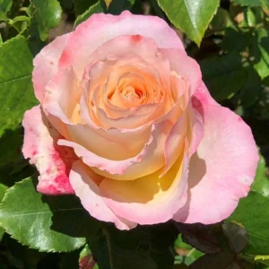 My-Darling-LUDcokrileenP.webp My Darling Hybrid Tea Rose 5lt