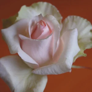 Nana-Ing.webp Nana Ing Hybrid Tea Rose 5lt